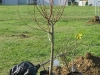 IMG_0250 (Large)